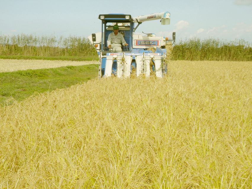 石山農産のお米の刈り取り